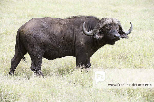 Großer Büffelbulle (Syncerus caffer) im Gras stehend  Ngorongoro-Krater; Tansania