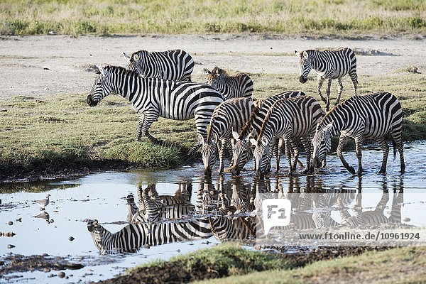 'Common Zebras (Equus quagga) drinking and reflected in stream near Ndutu Ngorongoro Crater Conservation Area; Tanzania'