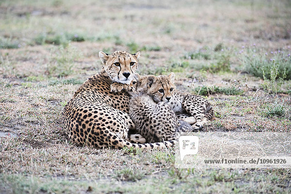 'Cheetah (Acinonyx jubatus) cubs snuggle next to mother in open grassland near Ndutu Ngorongoro Crater Conservation Area; Tanzania'