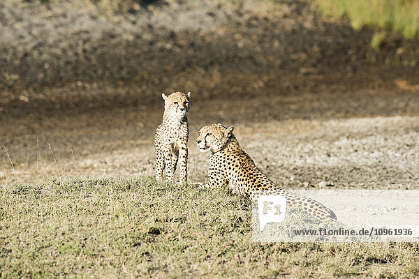 'Cheetah (Acinonyx jubatus) cub stands next to mother lying on grassy mound near Ndutu Ngorongoro Crater Conservation Area; Tanzania'