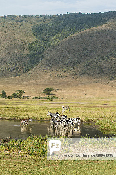 'Common Zebras (Equus quagga) drinking in waterhole in Ngorongoro Crater; Tanzania'