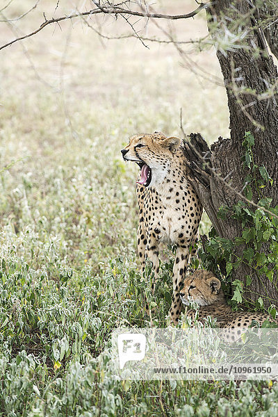 Weiblicher Gepard (Acinonyx jubatus) reibt sich an einem Baumstamm und gähnt mit offenem Maul  während sein Junges zu seinen Füßen liegt  in der Nähe von Ndutu  Ngorongoro Crater Conservation Area; Tansania'.