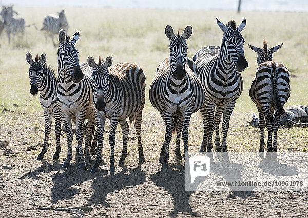 Six Common Zebra stand in line in Serengeti National Park Tanzania