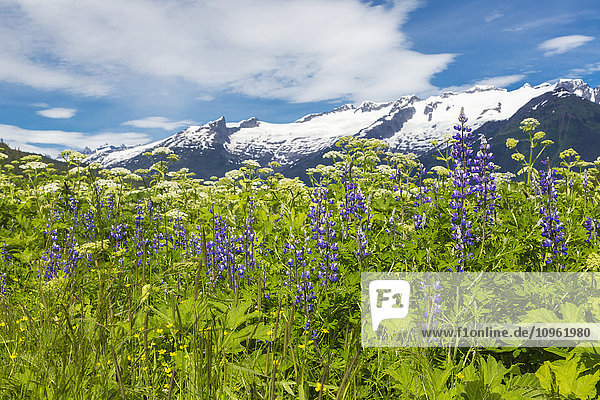 Blick auf die Coast Mountains bei Juneau mit Alpenlupine und Wildblumen im Vordergrund  Südost-Alaska  Sommer
