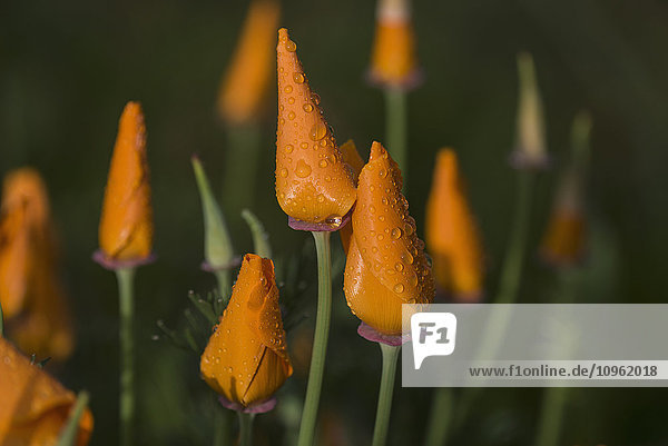 Regen fällt auf Kalifornischen Mohn (Eschscholzia californica); Astoria  Oregon  Vereinigte Staaten von Amerika'.