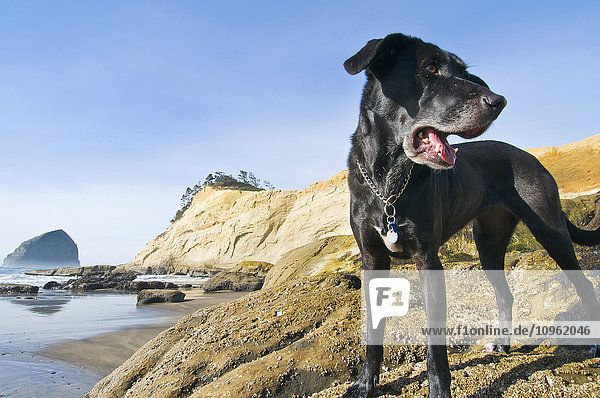 'Black dog at the water's edge on the Oregon Coast with rock formations and cliffs in the background  Cape Kiwanda; Pacific City  Oregon  United States of America'