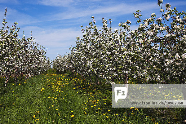 Apfelgarten in Frühlingsblüte; St. Paul D'abbotsford  Quebec  Kanada'.