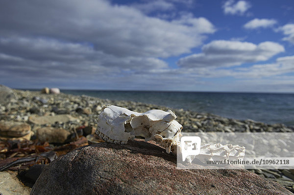 Karibu-Schädel am Strand des Arktischen Ozeans; Cambridge Bay  Nunavut  Kanada'.