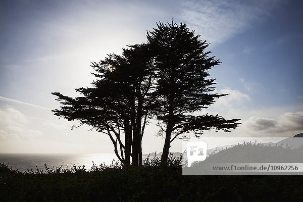 Die Silhouette eines Baumes vor einem strahlend blauen Himmel und Wolken mit der Pazifikküste am Fort Point; San Francisco  Kalifornien  Vereinigte Staaten von Amerika'.
