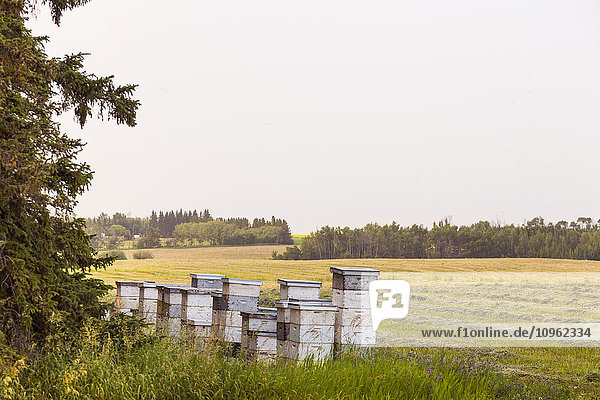 Stapel von Bienenstöcken neben einem Luzernefeld im Herbst; St. Albert  Alberta  Kanada'.