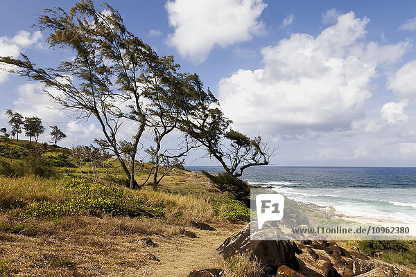 Von den Passatwinden verwitterte Bäume; Kapaa  Kauai  Hawaii  Vereinigte Staaten von Amerika'.