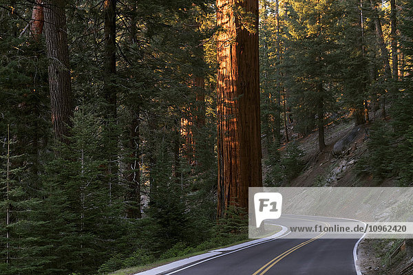 Sequoia National Park; Kalifornien  Vereinigte Staaten von Amerika'.