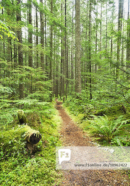 'Path in a forest  Chilliwack River Road; Chilliwack  British Columbia  Canada'
