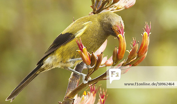 'New Zealand Bellbird (Anthornis melanura) perched on flax flowers  feeding on pollen in the flax flowers; Greymouth  South Island  New Zealand'