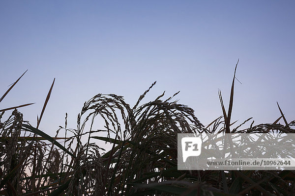 'Rice at harvest stage at sunrise; England  Arkansas  United States of America'