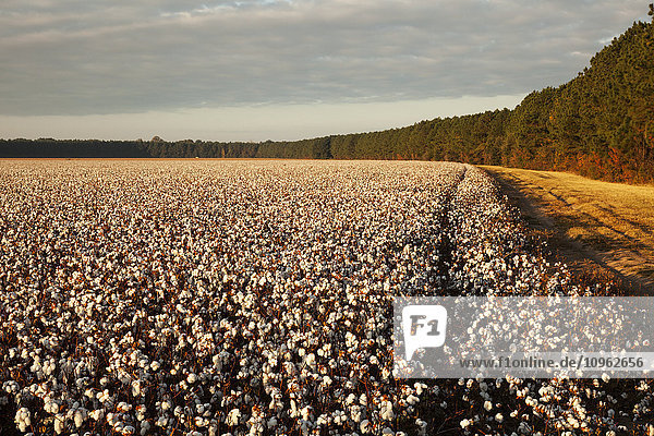 'Open cotton at the harvest stage at sunrise; England  Arkansas  United States of America'