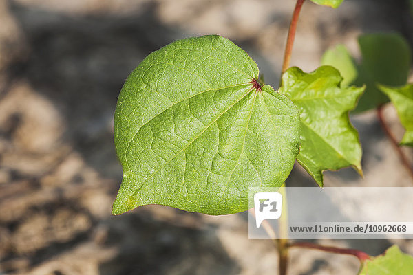 'Foliage of healthy no till cotton seedlings; England  Arkansas  United States of America'