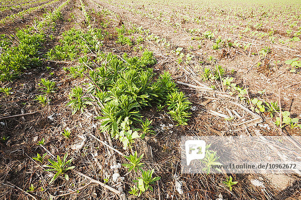 'Glyphosate resistant horseweed (marestail) growing uncontrolled in Roundup Ready cotton after a postemergence application of Roundup; England  Arkansas  United States of America'