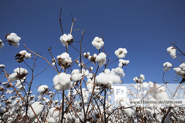 'Open cotton at the harvest stage; England  Arkansas  United States of America'