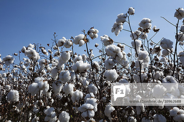 'Field of open cotton at the harvest stage  Roundup ready  no till; England  Arkansas  United States of America'