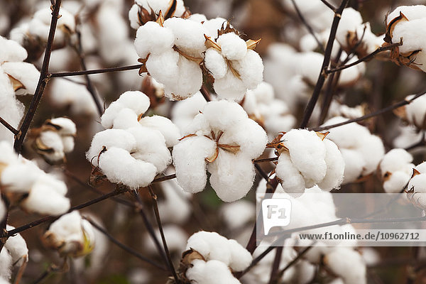 'Close up on part of a cotton plant loaded with open bolls  harvest stage; England  Arkansas  United States of America'