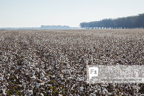 'High-yield southern cotton at harvest stage; England  Arkansas  United States of America'