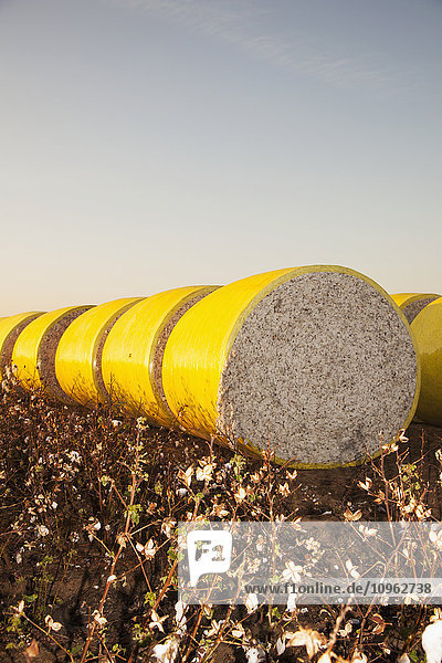 'Round modules of harvested cotton at sunrise; England  Arkansas  United States of America'