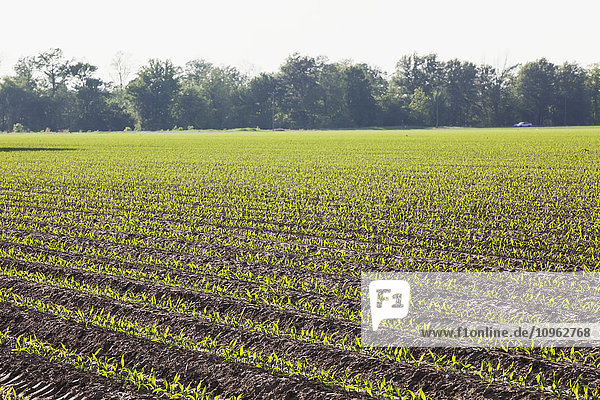 'Corn in approximately 5 leaf stage growing on conventionally tilled soil which has been bedded to provided for effective furrow irrigation; England  Arkansas  United States of America'