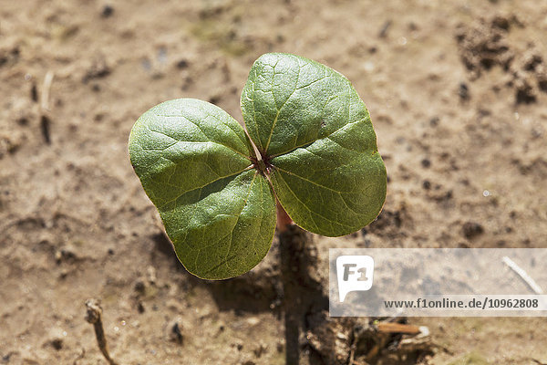 'Cotton seedling, cotyledon stage; England, Arkansas, United States of America'