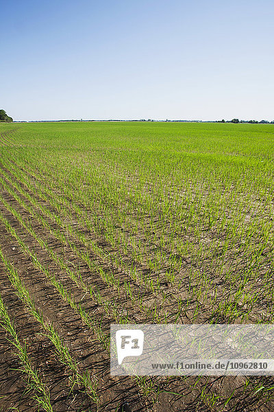 Feld mit Reispflanzen im Sämlingsstadium; England  Arkansas  Vereinigte Staaten von Amerika'.