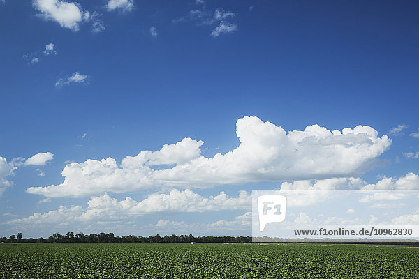 'Mid-summer cloud formations over Arkansas cotton field; England  Arkansas  United States of America'