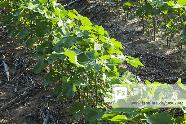 'No till cotton  mid-square setting stage; England  Arkansas  United States of America'