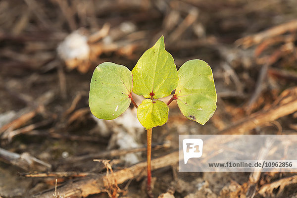 'Cotton seedling  2 true leaf stage  no till culture; England  Arkansas  United States of America'