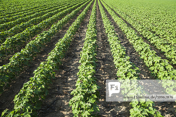 'No till cotton plants at mid square set stage; England  Arizona  United States of America'