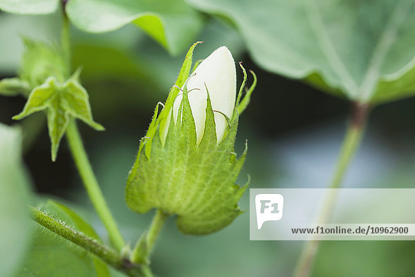 'White bloom emerging from square on cotton plant  early spring; England  Arkansas  United States of America'
