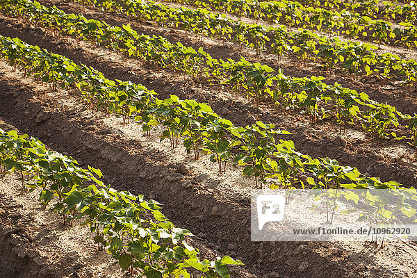 'Conventional till cotton 8-10 leaf stage with furrow irrigation; England  Arkansas  United States of America'