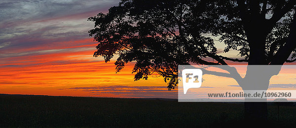 Sonnenuntergang und Silhouette eines Ahornbaums; Waterloo  Quebec  Kanada'.