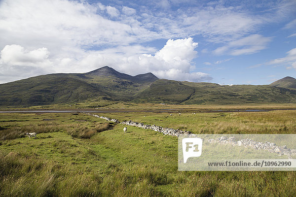 Steinmauer  die Felder trennt  auf denen Schafe weiden; Cumbria  England'.
