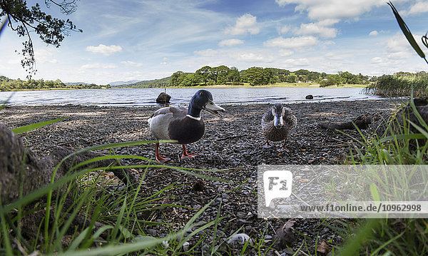 Enten spazieren am Ufer mit einem See im Hintergrund; Cumbria  England'.