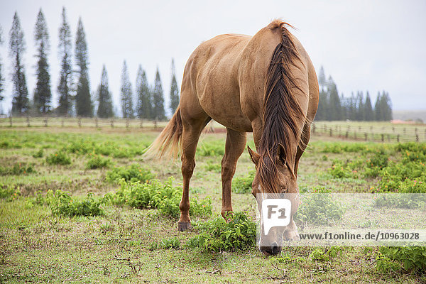 Ein Pferd grast bei den Koele Stables; Lanai  Hawaii  Vereinigte Staaten von Amerika'.