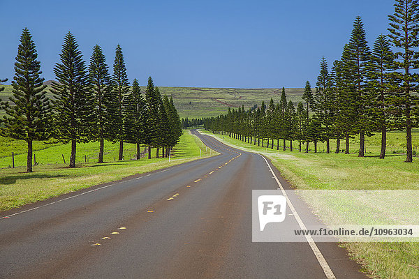 Die von Bäumen gesäumte sonnige Manele Road  Highway 440; Lanai  Hawaii  Vereinigte Staaten von Amerika'.