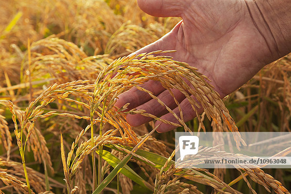 'Hand holding ripe rice at harvest stage; England  Arkansas  United States of America'