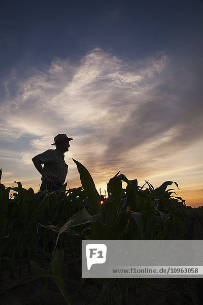 Farmer prüft kniehohen Mais bei Sonnenaufgang; England  Arkansas  Vereinigte Staaten von Amerika'.
