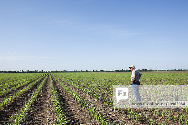 'Farmer checking young corn plants at five to six leaf stage for insect pests  reduced tillage method; England  Arkansas  United States of America'