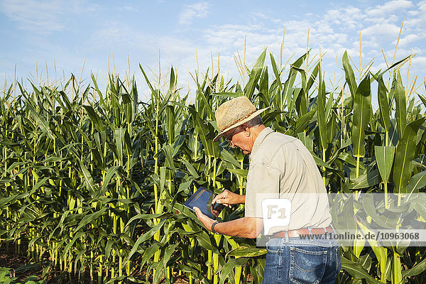 'Crop Consultant uses tablet to record observations while checking field of corn in kernel filling stage; England  Arkansas  United States of America'