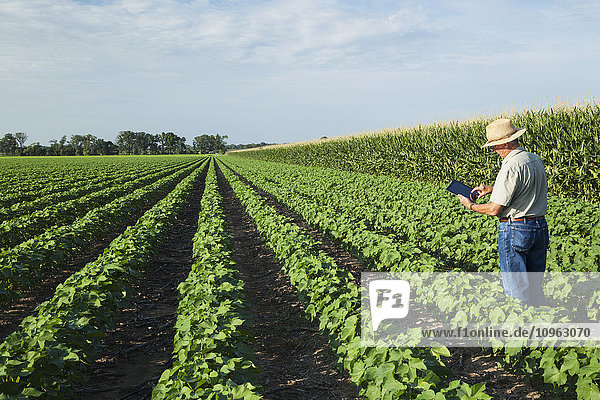 Ernteberater nutzt ein Tablet  um seine Beobachtungen zu notieren  während er ein Feld mit No-Till-Baumwolle in der Hochphase der Fruchtentwicklung kontrolliert; England  Arkansas  Vereinigte Staaten von Amerika .