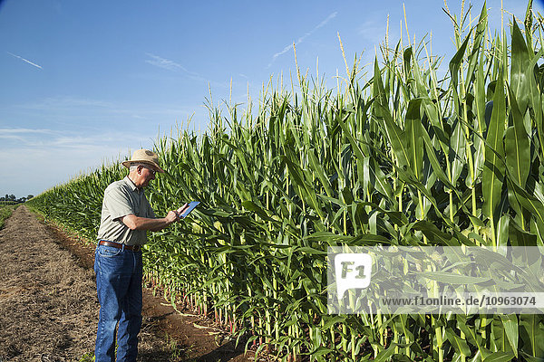 'Crop consultant uses tablet to record observations while checking field of corn in kernel filling stage; England  Arkansas  United States of America'