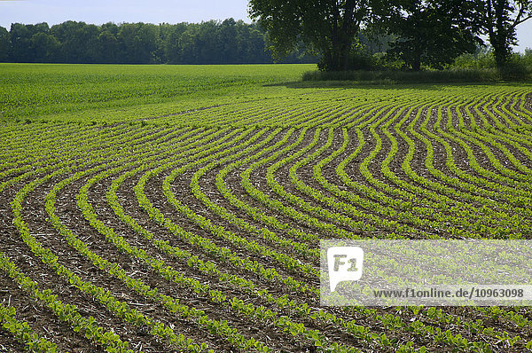 'Field of early growth soybeans with an alfalfa field and trees in the background; Xenia  Ohio  United States of America'