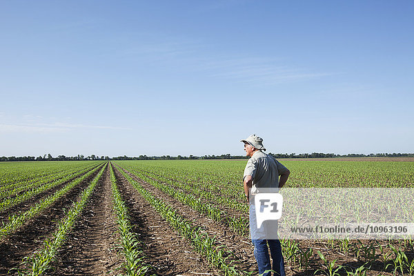 'Farmer checking young plants for insect pests  corn at five to six leaf stage  reduced tillage method; England  Arkansas  United States of America'