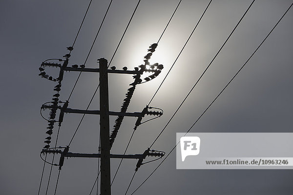 Vögel auf Stromleitungen; Brampton  Ontario  Kanada'.